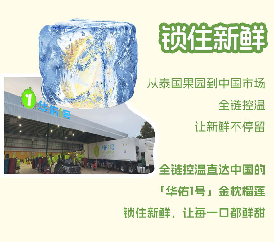 华佑1号榴莲长图_07.png