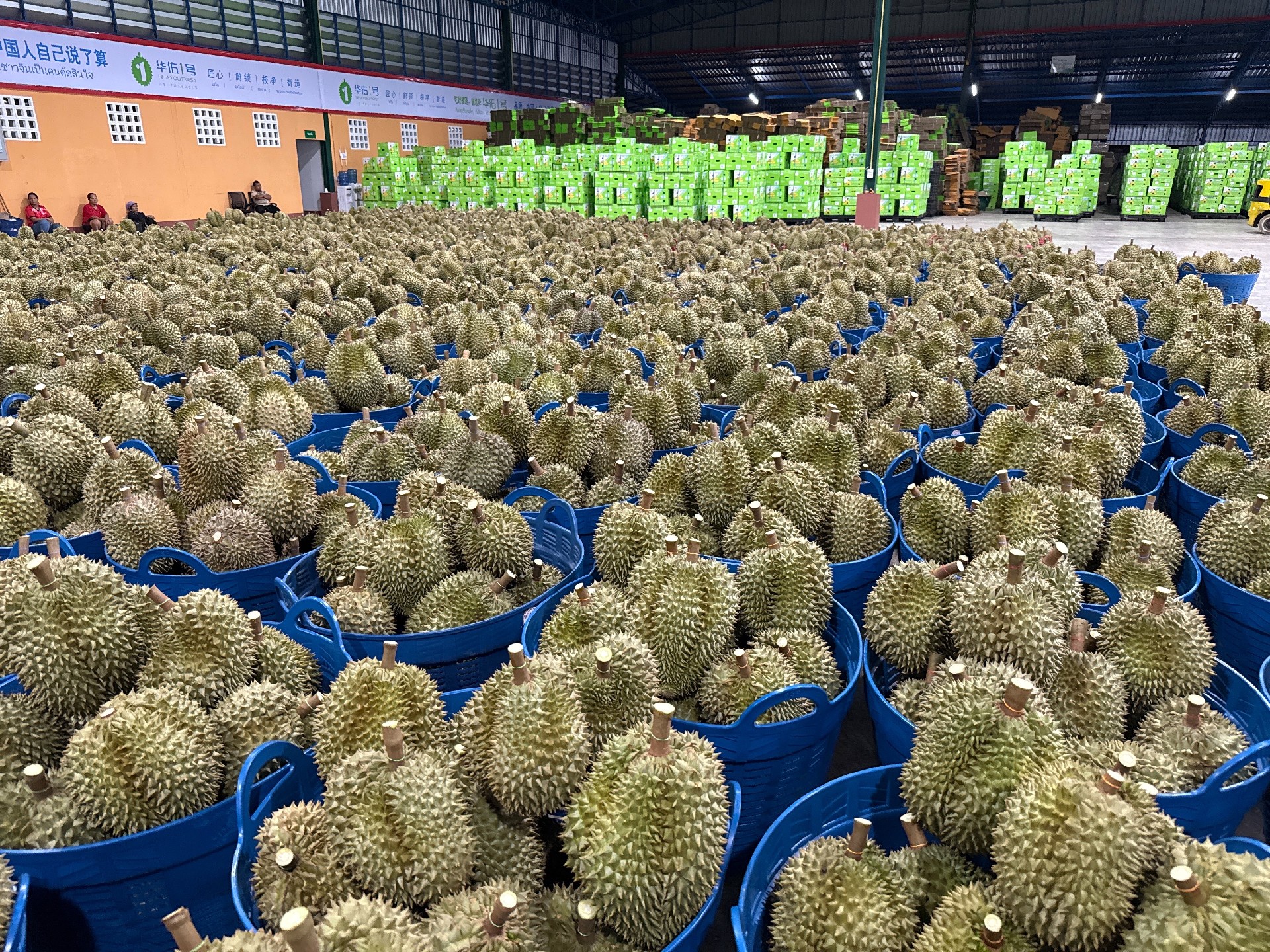 榴莲展示.jpg